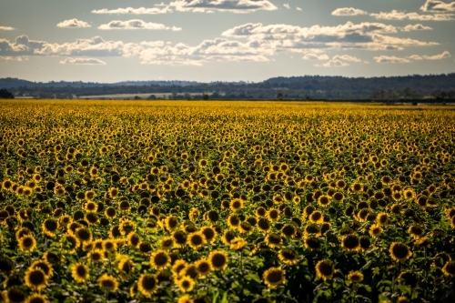 Sunflower field in bloom - Australian Stock Image