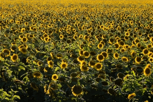 Sunflower field in bloom - Australian Stock Image
