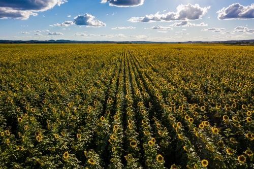 Sunflower field in bloom - Australian Stock Image