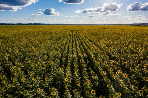 Sunflower field in bloom