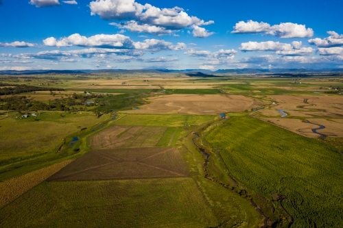 Sunflower field in bloom - Australian Stock Image