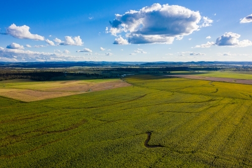 Sunflower field in bloom - Australian Stock Image