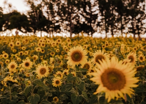 Sunflower field in the evening with trees in background - Australian Stock Image