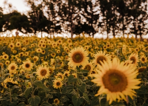 Sunflower field in the evening with trees in background