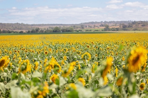 Sunflower Fields Allora Queensland - Australian Stock Image