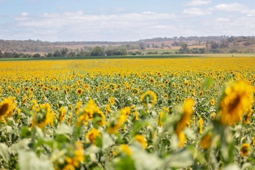 Sunflower Fields Allora Queensland