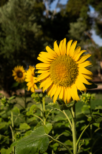 Sunflower growing in garden - Australian Stock Image