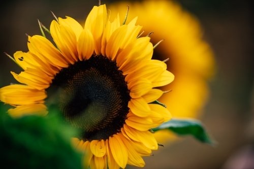 Sunflower head with sunflower in the background - Australian Stock Image