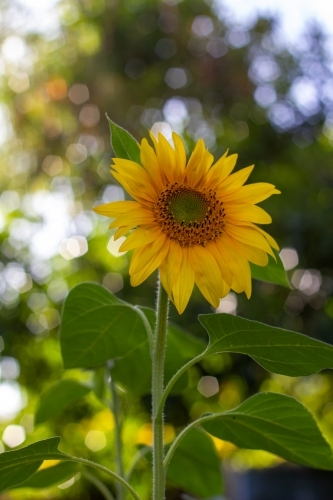 sunflower in afternoon light