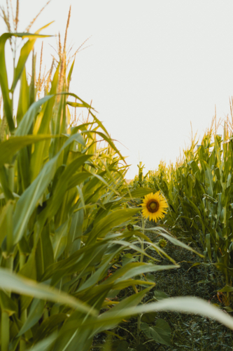 Sunflower in vibrant corn field at sunrise - Australian Stock Image