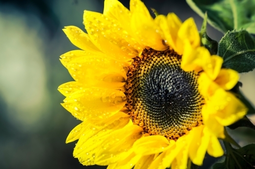 Sunflower with raindrops - Australian Stock Image