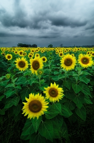 Sunflowers In Field with Clouds - Australian Stock Image