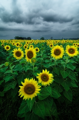 Sunflowers In Field with Clouds