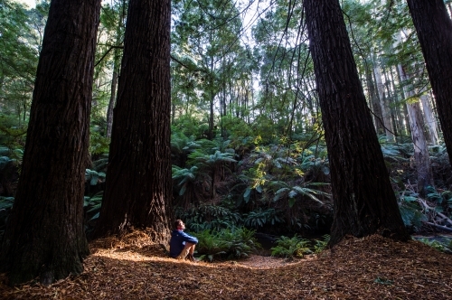 Sunlight breaks through a stand of California Redwoods (Sequoia sempervirens) - Australian Stock Image