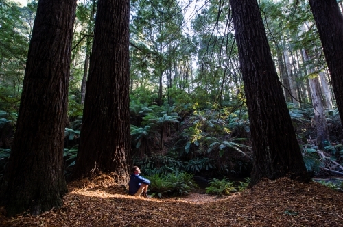 Sunlight breaks through a stand of California Redwoods (Sequoia sempervirens)