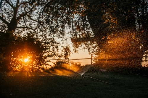 Sunlight peaking in leaves and tree branch - Australian Stock Image