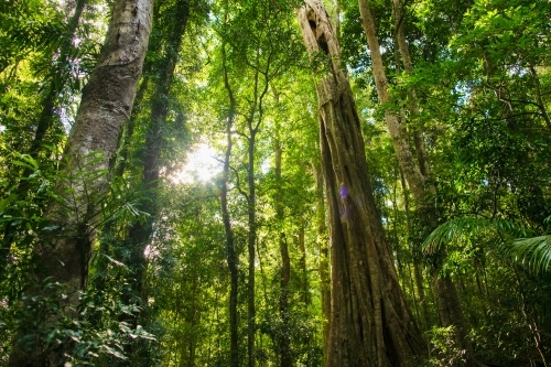 Sunlight filtering through green subtropical rainforest. - Australian Stock Image