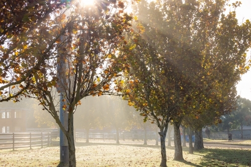 Sunlight filtering through row of deciduous trees in Autumn - Australian Stock Image