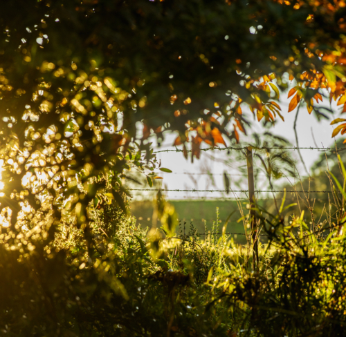 Sunlight filtering through the grass fence and leaves - Australian Stock Image