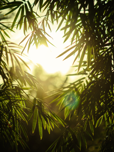 Sunlight filtering through the vibrant bamboo leaves. - Australian Stock Image