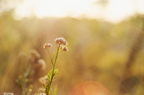 Sunlight filtering through trees - Australian Stock Image