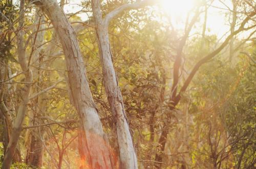 Sunlight filtering through trees - Australian Stock Image