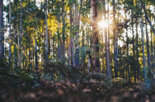 Sunlight filtering through trees - Australian Stock Image