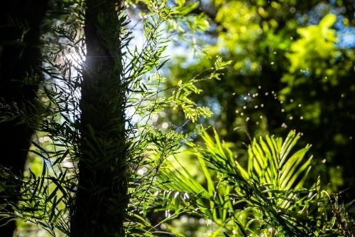 Sunlight filters through the leaves creating silhouettes in greenery - Australian Stock Image