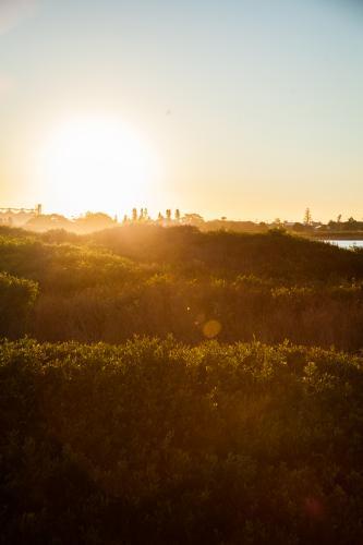Sunlight glow over plant covered sand dunes - Australian Stock Image