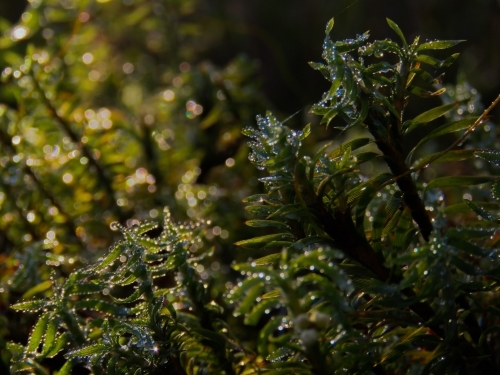 Sunlight on water beaded edges of tiny curving leaves - Australian Stock Image