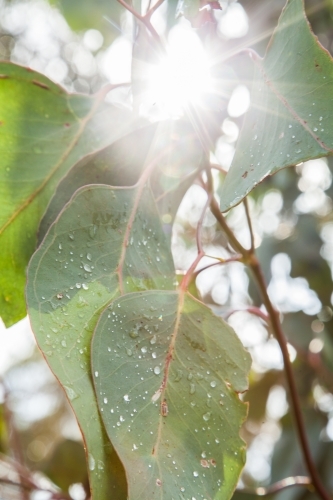 Sunlight shining off droplets of water on large gum leaves