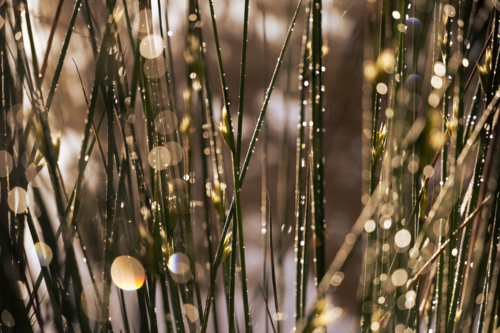 Sunlight shining  on dew droplets on grass close up - Australian Stock Image