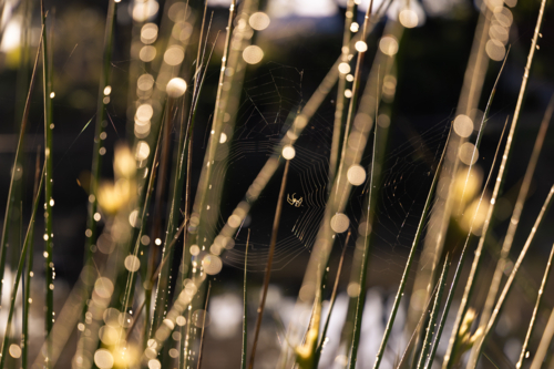 Sunlight shining  on dew droplets on grass, spider and web - Australian Stock Image