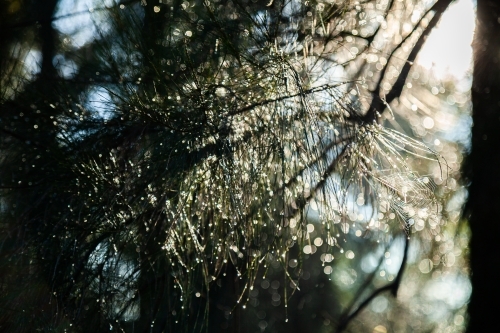Sunlight shining on shea oak casuarina needles with dew drops - Australian Stock Image