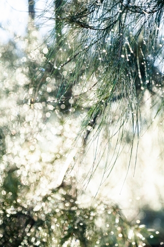 Sunlight shining on shea oak casuarina needles with dew drops - Australian Stock Image