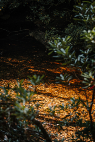 Sunlight shining on the forest ground with water over stones - Australian Stock Image