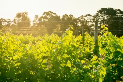 Sunlight shining through grapevines in Margaret River region - Australian Stock Image