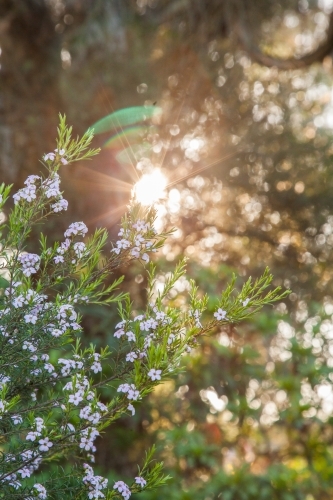 Sunlight shining through leaves and flowers on green bush - Australian Stock Image