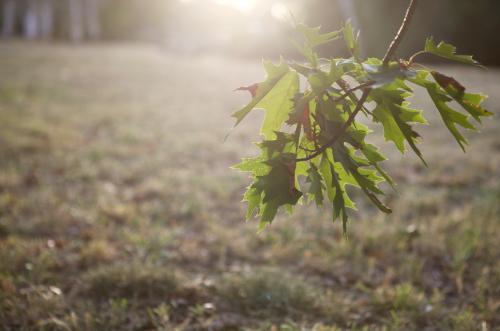 Sunlight shining through the leaves of an oak tree at sunset