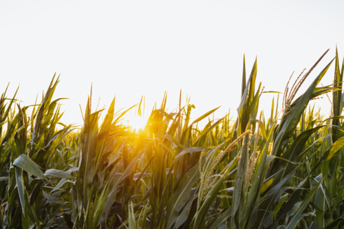 Sunlight shining through vibrant cornfield - Australian Stock Image