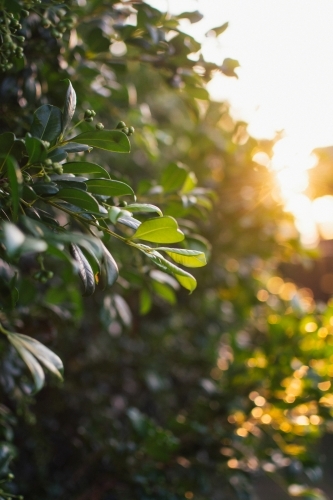 Sunlight streaming through leaves - Australian Stock Image