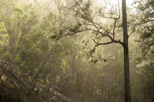 sunlight though the trees and forest - Australian Stock Image