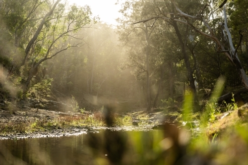 sunlight though the trees and forest beside a creek - Australian Stock Image