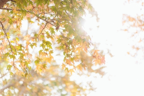 Sunlight through autumn leaves on maple tree - Australian Stock Image