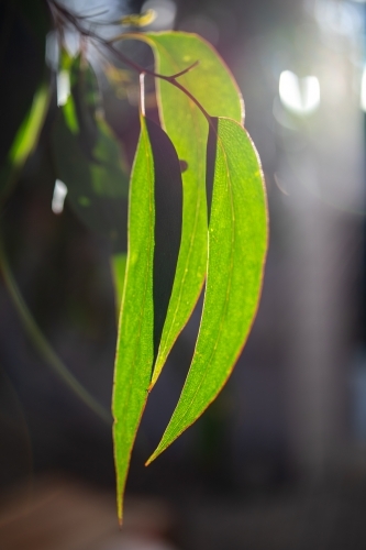 sunlight through gum leaves - Australian Stock Image