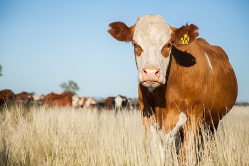 Sunlit cattle on farm with copy space - Australian Stock Image