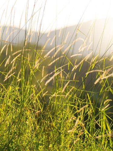 Sunlit grass stalks