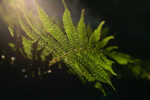 Sunlit green fern - Australian Stock Image