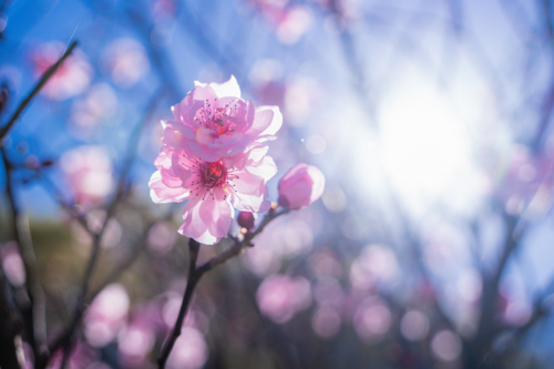Sunlit pink spring blossom cluster backlit by bright sunlight in Perth, Western Australia - Australian Stock Image