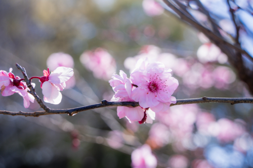 Sunlit pink spring blossom cluster backlit by bright sunlight in Perth, Western Australia - Australian Stock Image